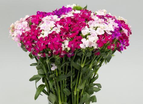 <h4>Dianthus Br Am Mix (promo)</h4>