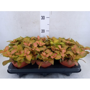 Fittonia  'Mosaic Skeleton'