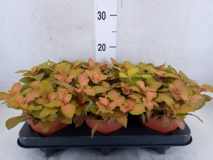 <h4>Fittonia  'Mosaic Skeleton'</h4>