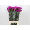 Dianthus St Tiepolo Fucsia