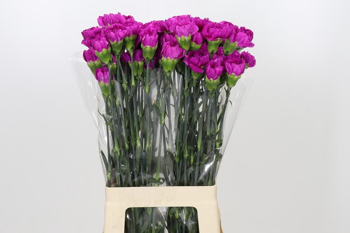 Dianthus St Tiepolo Fucsia