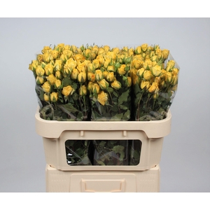 R TR GOLDEN BLOSSOMS