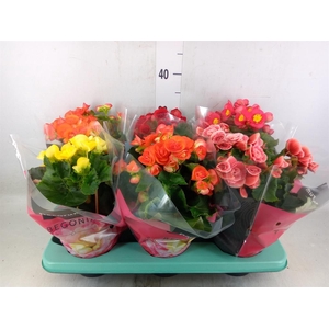 Begonia elat. DU   ...mix