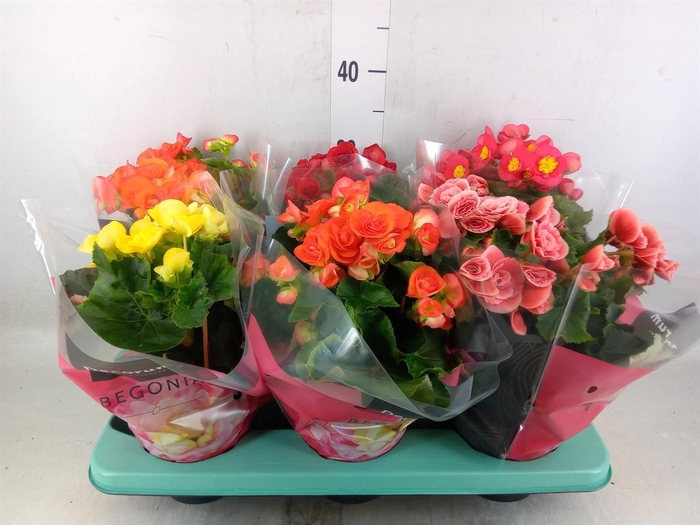 <h4>Begonia elat. DU   ...mix</h4>