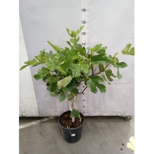 Ficus carica