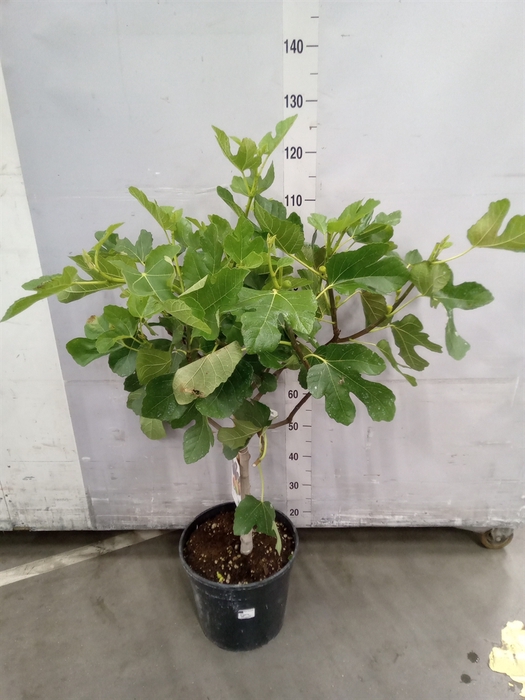 <h4>Ficus carica</h4>