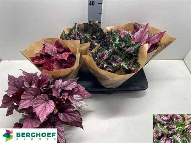 <h4>BEG BEL GEM</h4>