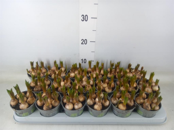 <h4>Muscari 'White Spear'</h4>