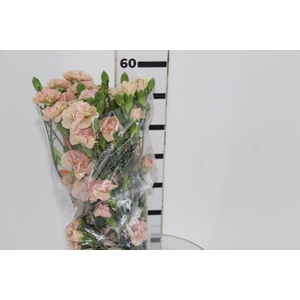 CRAVO SPRAY CANELA 060 CM