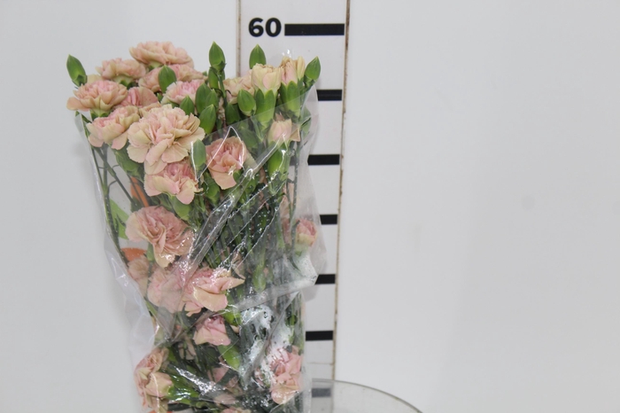 <h4>CRAVO SPRAY CANELA 060 CM</h4>