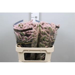 Lim S Apricot Sun Birds