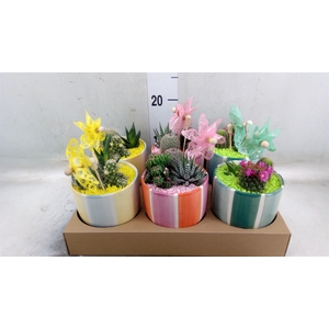 Succulents   ...