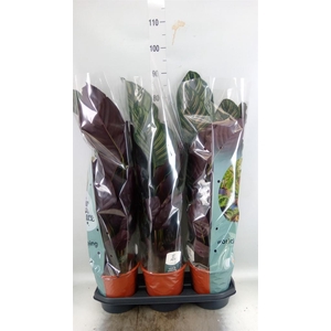 Calathea sanderiana
