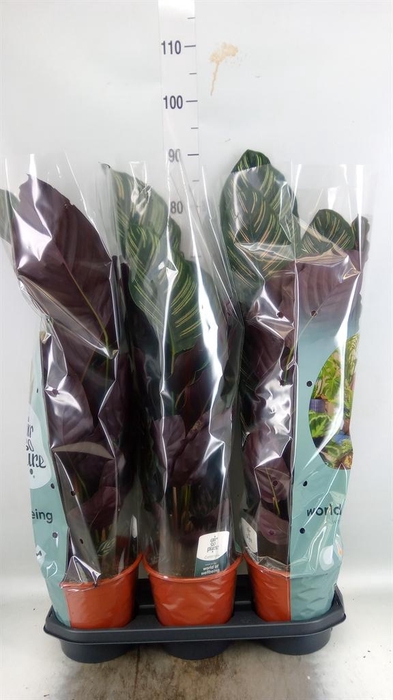 <h4>Calathea sanderiana</h4>