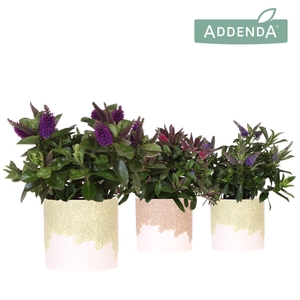 Hebe Addenda Donna mix in Bloom pot green mix