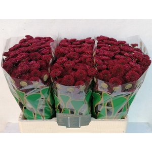 Chr San Jinda Red Hans