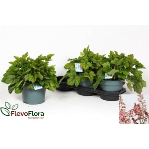 Heucherella Pink Rev