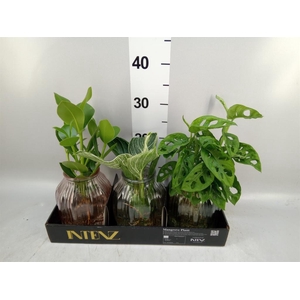 Planten  ..mix
