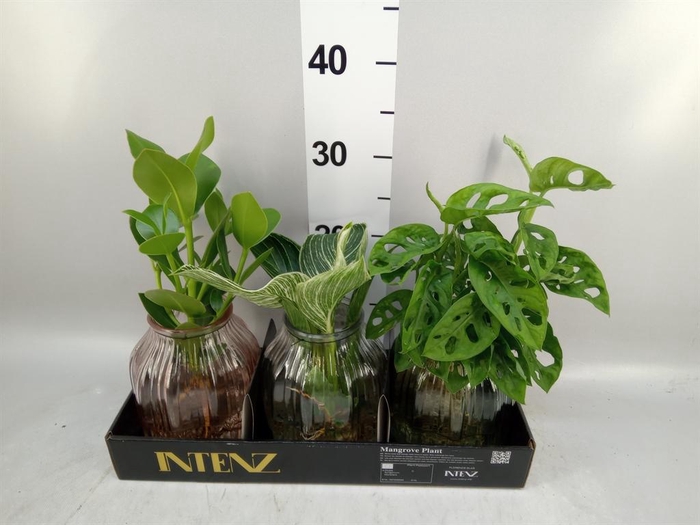 <h4>Planten  ..mix</h4>
