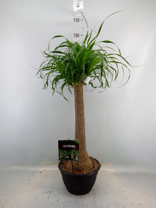 <h4>Beaucarnea recurvata</h4>