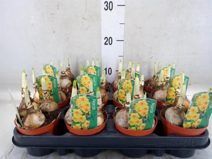 <h4>Narcissus   ...</h4>