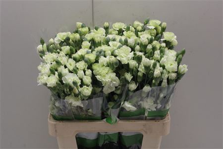 <h4>Di Tr Green</h4>
