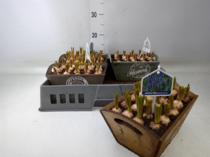 <h4>Arr.  Muscari L%</h4>