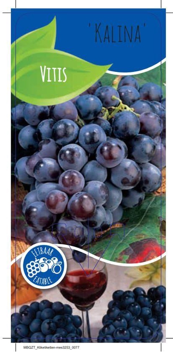 <h4>Vitis 'Kalina'</h4>
