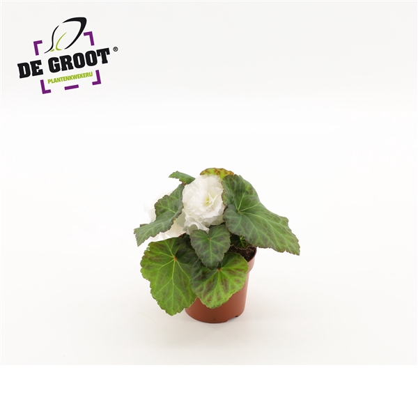 <h4>Begonia tuberhybride (white)</h4>