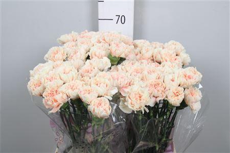 <h4>Di St Apple Tea</h4>