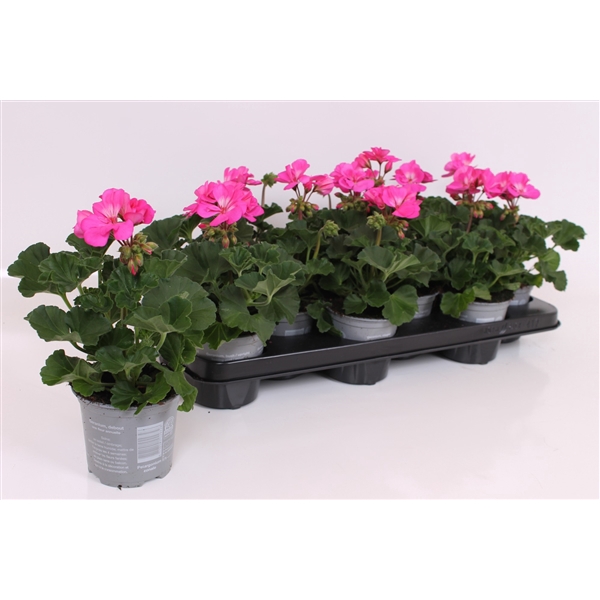 <h4>Pelargonium Zonale P10.5 - Tessa</h4>