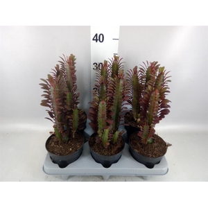 Euphorbia trigona 'Rubra'