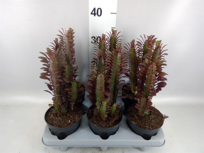 <h4>Euphorbia trigona 'Rubra'</h4>