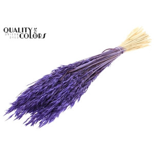 Avena per bunch Intense Purple