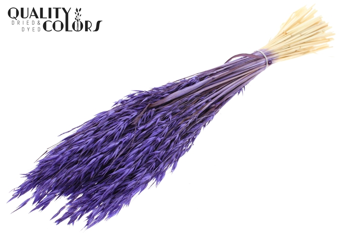 <h4>Avena per bunch Intense Purple</h4>