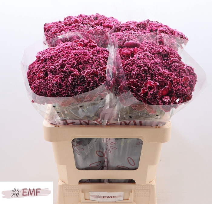 <h4>DI ST NOB BURGUNDY</h4>