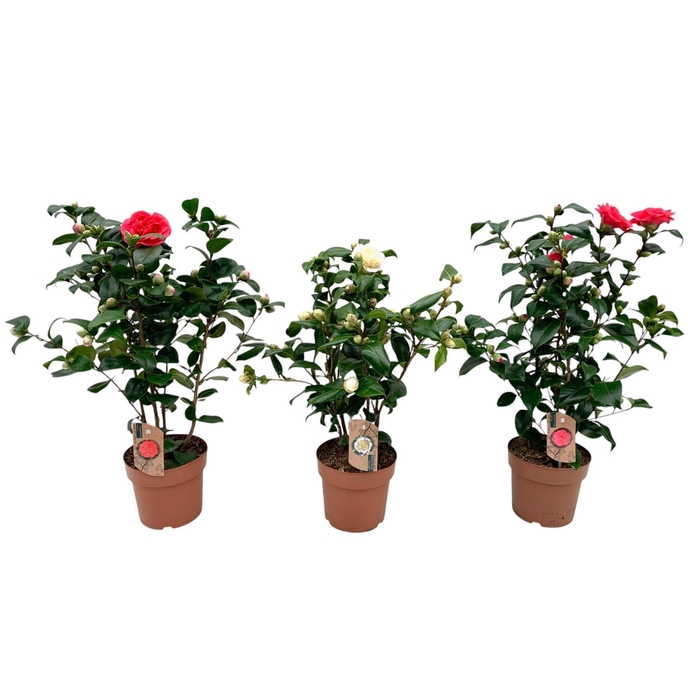 <h4>camellia 3 kleuren mix 20-25 knoppen</h4>