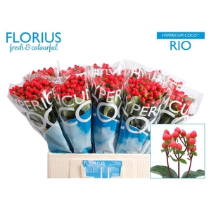 Hyp Coco Rio Florius