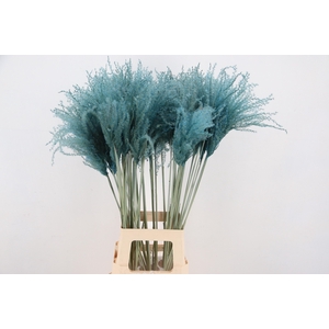 DF Miscanthus 90cm Light Blue