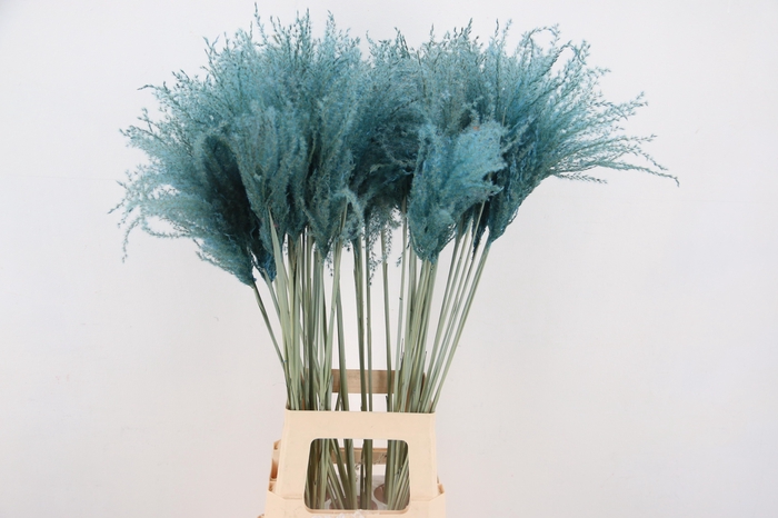 <h4>DF Miscanthus 90cm Light Blue</h4>