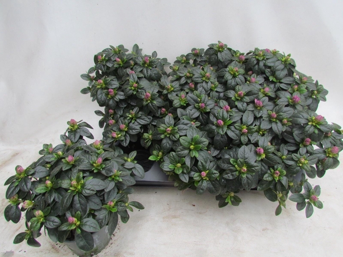 <h4>RHODO SI TOSH PARIS</h4>