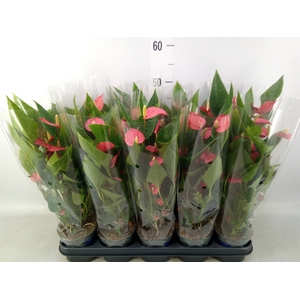 Anthurium andr. 'Mill Flowers Red'