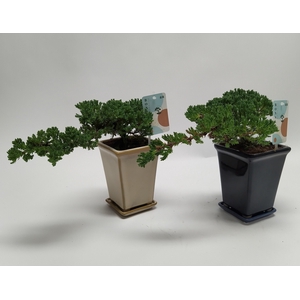 Juniperus Bonsai 'Cascade' 14 cm