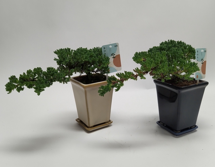 <h4>Juniperus Bonsai 'Cascade' 14 cm</h4>