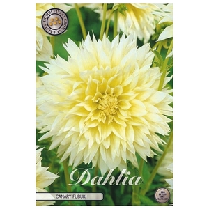 Dahlia Fubuki Canary x1