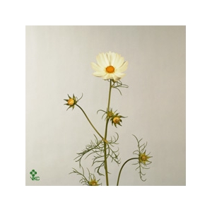 COSMOS BIPINNATUS COSMOS BIPINNATUS
