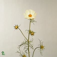 <h4>COSMOS BIPINNATUS COSMOS BIPINNATUS</h4>
