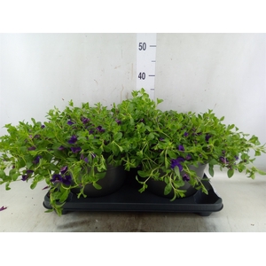Calibrachoa  'Cabaret Dark Blue'