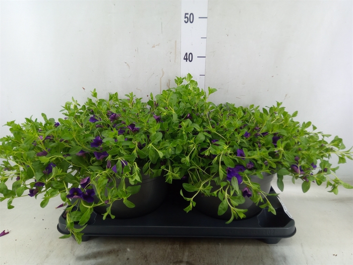 <h4>Calibrachoa  'Cabaret Dark Blue'</h4>