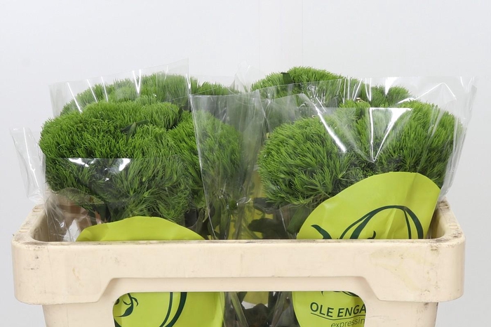 <h4>Dianthus Br Kiwi Mellow</h4>